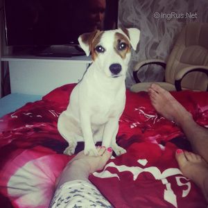 Dog Photo