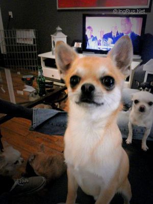 Dog Photo