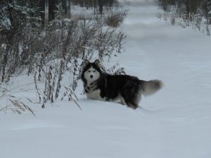 Dog Photo