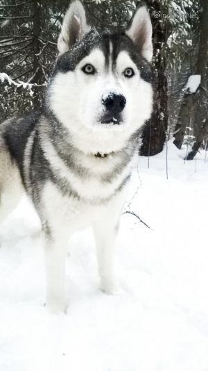 Dog Photo