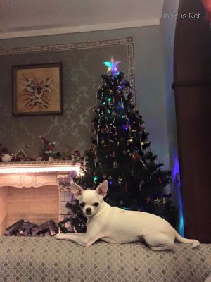 Dog Photo