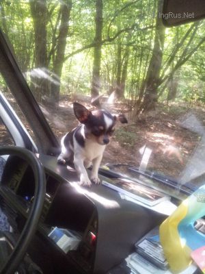 Dog Photo