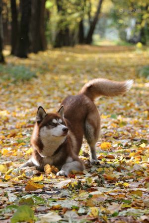 Dog Photo