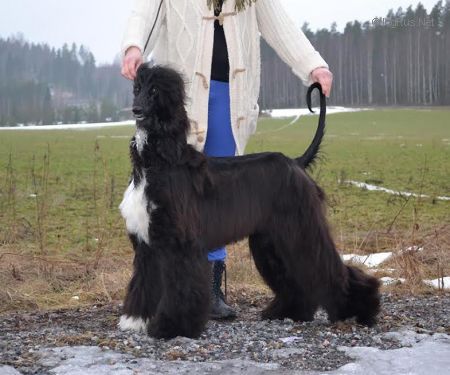Dog Photo