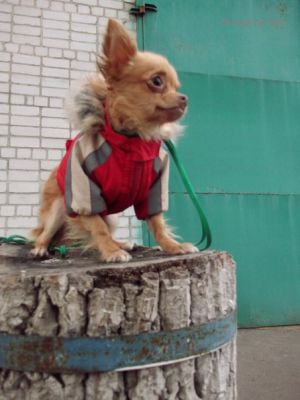 Dog Photo