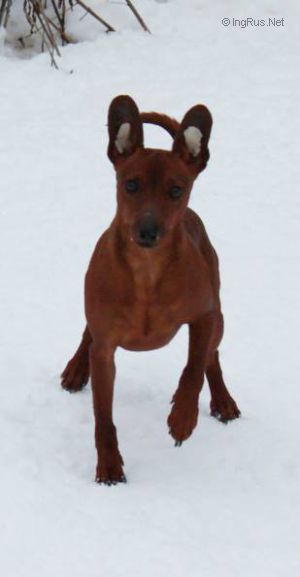 Dog Photo