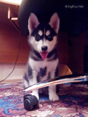 Dog Photo