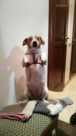 Dog Photo