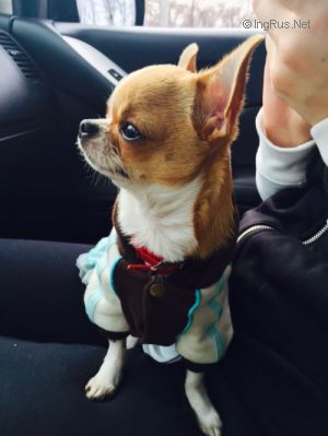 Dog Photo