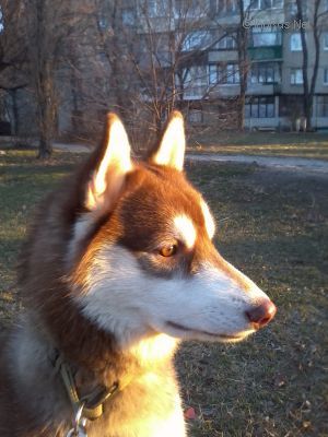 Dog Photo