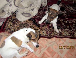 Dog Photo