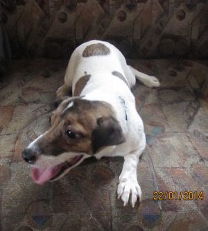 Dog Photo