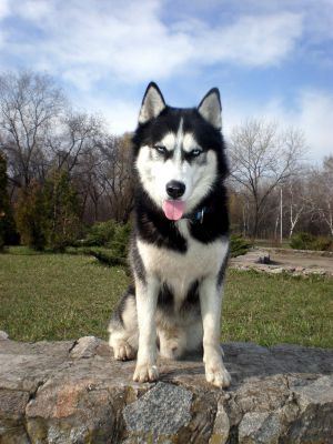 Dog Photo