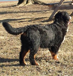 Dog Photo