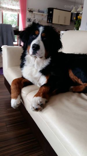 Dog Photo