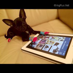 Dog Photo