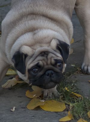 Dog Photo