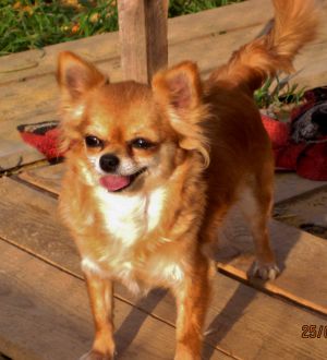 Dog Photo