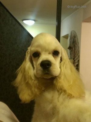 Dog Photo