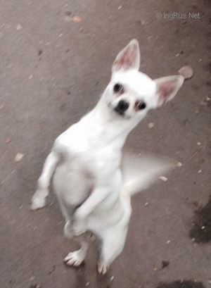 Dog Photo
