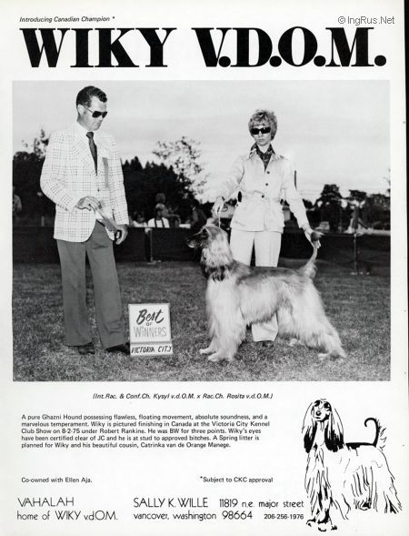 Dog Photo