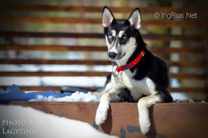 Dog Photo