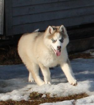 Dog Photo