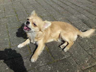 Dog Photo