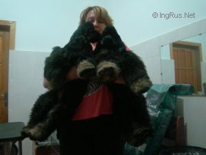 Dog Photo