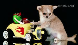 Dog Photo