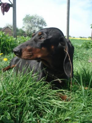 Dog Photo
