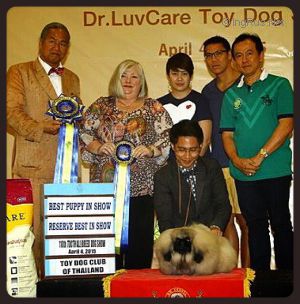 Dog Photo