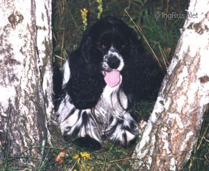 Dog Photo