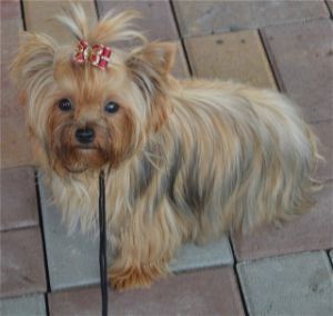 Dog Photo