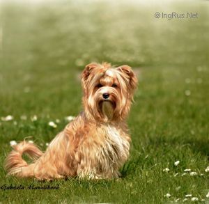 Dog Photo