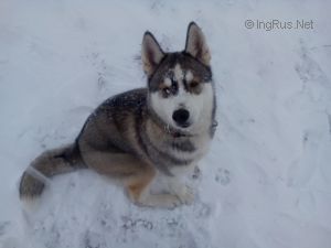 Dog Photo