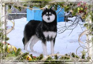 Dog Photo