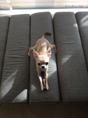 Dog Photo