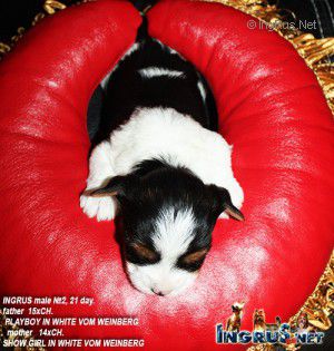 Dog Photo