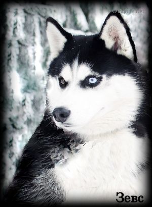 Dog Photo