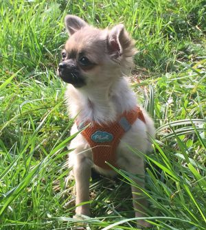 Dog Photo