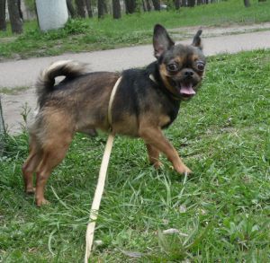Dog Photo