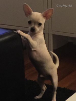 Dog Photo