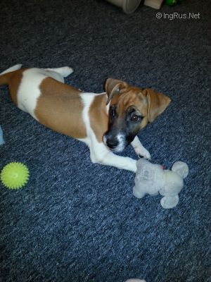 Dog Photo