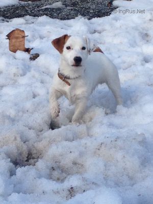 Dog Photo