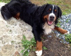 Dog Photo