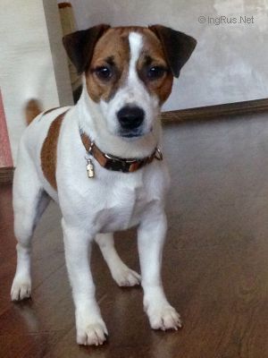 Dog Photo