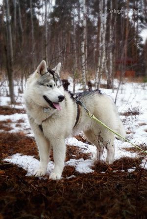 Dog Photo