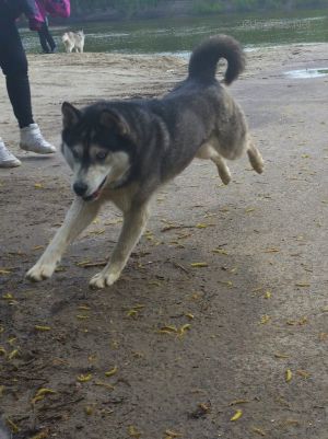 Dog Photo