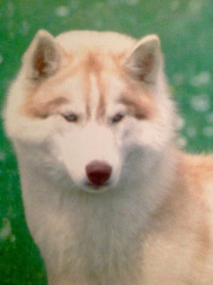 Dog Photo